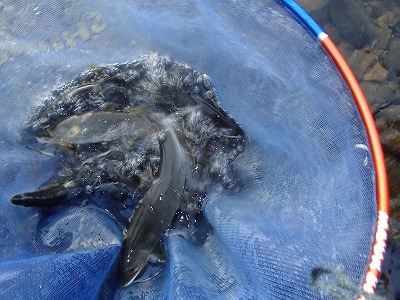 米代川巨鮎釣行2日：鮎釣りの部