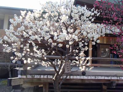 春近し！白山神社の紅白梅＠新潟