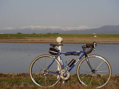 スイセンとチューリップ畑とオナモミ：夕方の小阿賀野川サイクリング＠新潟