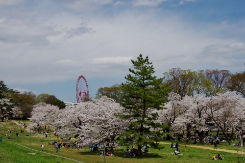 狭山公園 ~ 2014年 春 ~ 狭山公園 ~ 2014年 春 ~