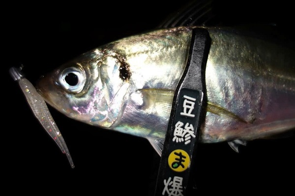 【実釣】サーティーフォー家邊さんと豪華アジング釣行に行ってきました♪ 【実釣】サーティーフォー家邊さんと豪華アジング釣行に行ってきました♪