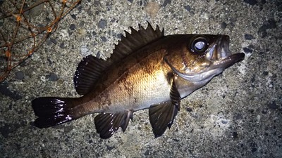 夜中 アジング 虫刺され 夜中 アジング 虫刺され