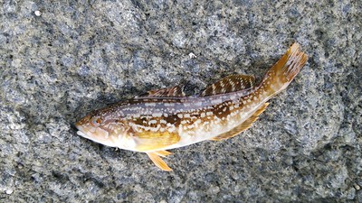 夜中 アジング 虫刺され 夜中 アジング 虫刺され