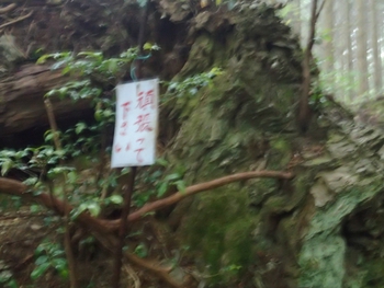 修行の道を行く 修行の道を行く