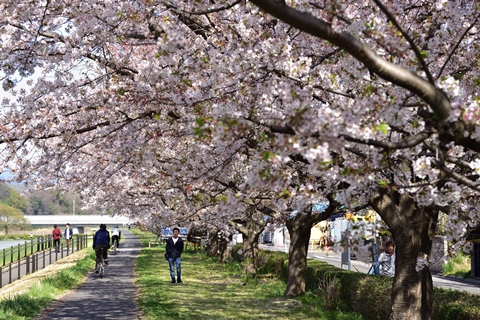 桜サイクル ~ 多摩川 桜サイクル ~ 多摩川