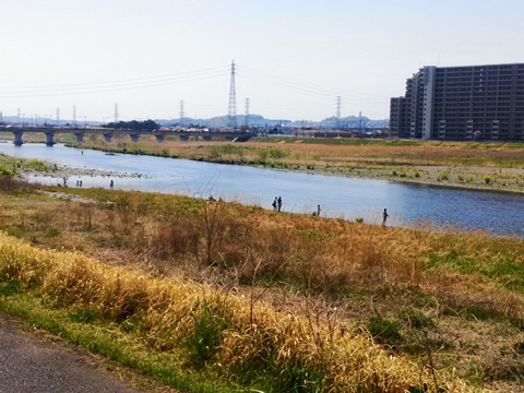 桜サイクル ~ 多摩川 桜サイクル ~ 多摩川