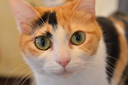 姫路にある隠れ家的猫カフェで癒される♥ 姫路にある隠れ家的猫カフェで癒される♥