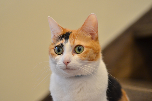 姫路にある隠れ家的猫カフェで癒される♥ 姫路にある隠れ家的猫カフェで癒される♥