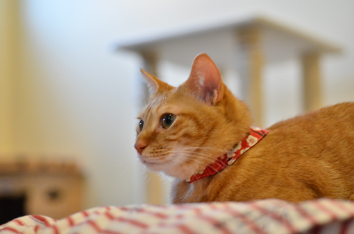 姫路にある隠れ家的猫カフェで癒される♥ 姫路にある隠れ家的猫カフェで癒される♥