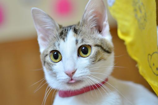 姫路にある隠れ家的猫カフェで癒される♥ 姫路にある隠れ家的猫カフェで癒される♥