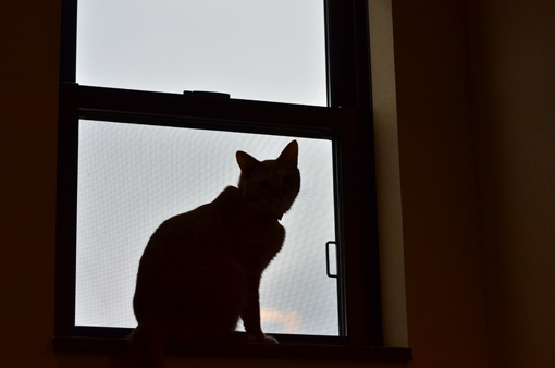 姫路にある隠れ家的猫カフェで癒される♥ 姫路にある隠れ家的猫カフェで癒される♥