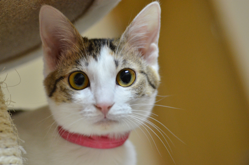 姫路にある隠れ家的猫カフェで癒される♥ 姫路にある隠れ家的猫カフェで癒される♥