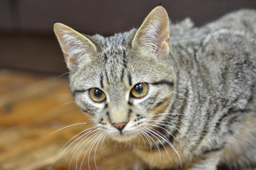 姫路にある隠れ家的猫カフェで癒される♥ 姫路にある隠れ家的猫カフェで癒される♥