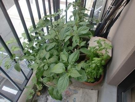 8ガツの家庭菜園
