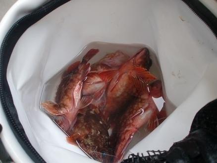 アカラブ釣り納め