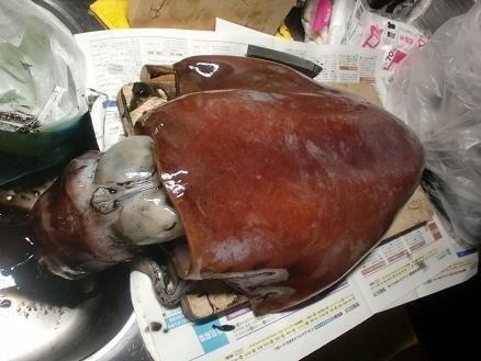 ソデイカ(バカイカ)解体 福岡、玄界灘のイカ