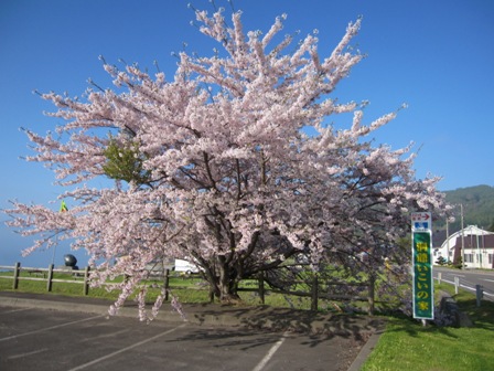 洞爺湖キャンプ