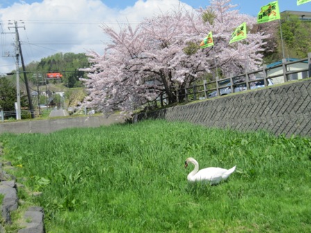 洞爺湖キャンプ