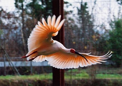 迷鳥トキ:トキ放鳥@新潟