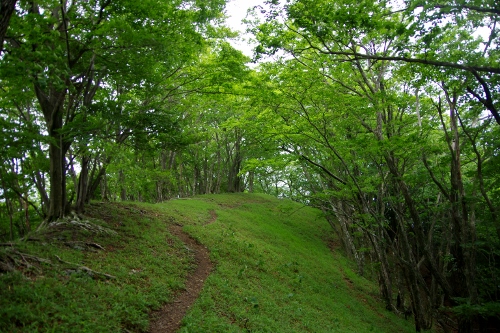 川苔山 (蕎麦粒山~日向ノ峰~川苔山)