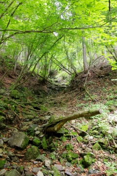 川苔山 (蕎麦粒山~日向ノ峰~川苔山)