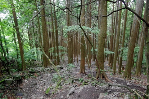 川苔山 (蕎麦粒山~日向ノ峰~川苔山)