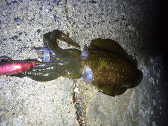 海 アオリイカ 土砂降り