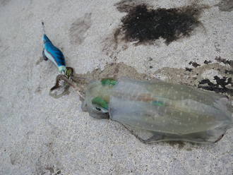 海 アオリイカ 土砂降り