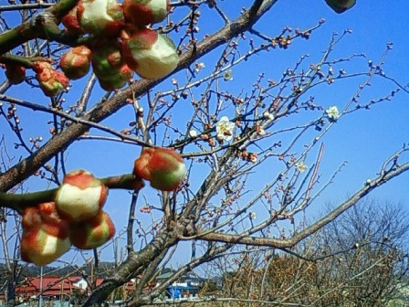 春の息吹