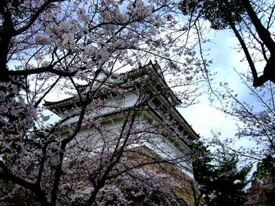 いよいよ花見ピークか　ｉｎ　福山城の桜