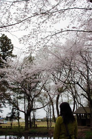 お花見キャンプ 豊里ゆかりの森 2015年4月4日~5日