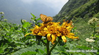 濃い緑と花々そして北アルプスを眺めに雨飾山へ - 下山編 濃い緑と花々そして北アルプスを眺めに雨飾山へ - 下山編