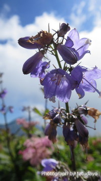 濃い緑と花々そして北アルプスを眺めに雨飾山へ - 下山編 濃い緑と花々そして北アルプスを眺めに雨飾山へ - 下山編