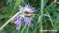 濃い緑と花々そして北アルプスを眺めに雨飾山へ - 下山編 濃い緑と花々そして北アルプスを眺めに雨飾山へ - 下山編