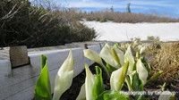 花が咲き始めたお山へ静かな山行(火打山) - 2日目後半 花が咲き始めたお山へ静かな山行(火打山) - 2日目後半
