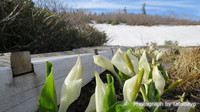 花が咲き始めたお山へ静かな山行（火打山）　-　2日目後半