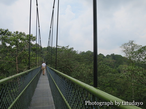 シンガポールトレッキング2-MacRitchie Reservoir Park シンガポールトレッキング2-MacRitchie Reservoir Park