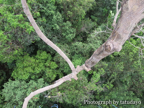シンガポールトレッキング2-MacRitchie Reservoir Park シンガポールトレッキング2-MacRitchie Reservoir Park