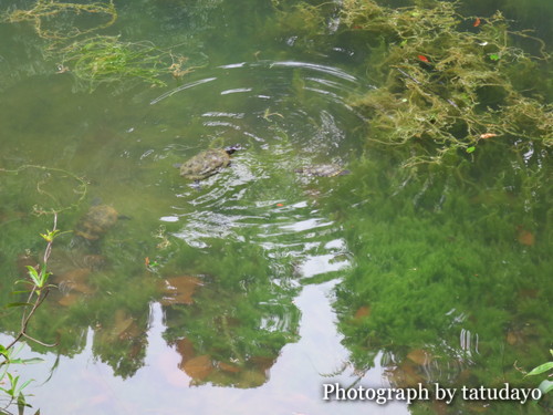 シンガポールトレッキング2-MacRitchie Reservoir Park シンガポールトレッキング2-MacRitchie Reservoir Park