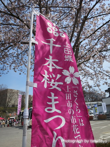 千本桜祭り-上田(真田)城 そして あんず祭り-千曲 千本桜祭り-上田(真田)城 そして あんず祭り-千曲