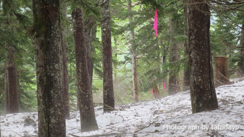 火打山ハイク 残雪・お花そしてカモシカに出会う - その3 火打山ハイク 残雪・お花そしてカモシカに出会う - その3