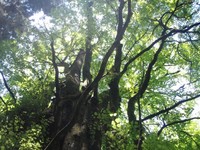 石裂山(2010.06.01)