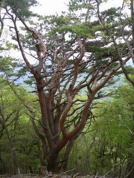 山梨県 父子お泊りハイキング1 鳥ノ胸山 道の駅どうしより周回 とんのむねやま 山梨県 父子お泊りハイキング1 鳥ノ胸山 道の駅どうしより周回 とんのむねやま