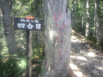南アルプス林道バスde北沢峠 長衛小屋(旧北沢駒仙小屋)でテン泊 仙丈ケ岳編 南アルプス林道バスde北沢峠 長衛小屋(旧北沢駒仙小屋)でテン泊 仙丈ケ岳編