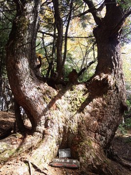 山梨県 お泊りハイキング1 櫛形山 くしがたやま 山梨県 お泊りハイキング1 櫛形山 くしがたやま
