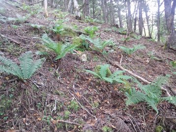 山梨県 お泊りハイキング1 櫛形山 くしがたやま 山梨県 お泊りハイキング1 櫛形山 くしがたやま