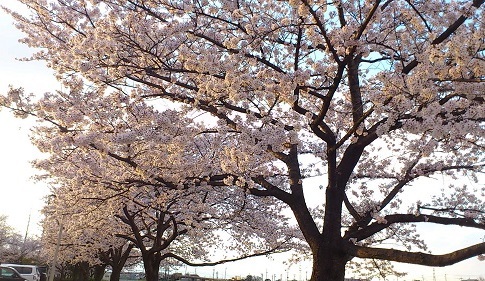 地元の桜 (2)