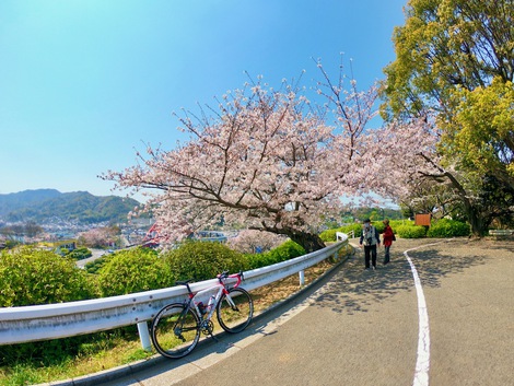 桜調査 at 音戸の瀬戸公園 2024