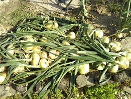 玉ねぎを収穫しましたー！！！