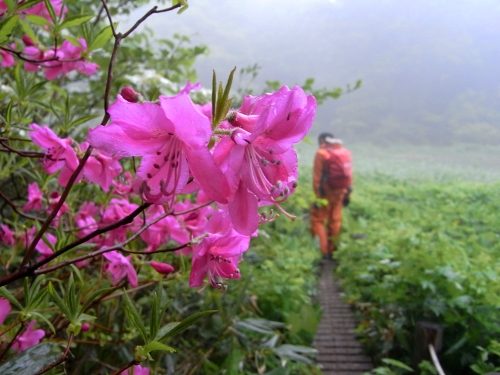 焼石岳-登山①
